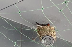 燕の雛が孵りました。